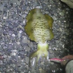 大潮アオリイカ釣行